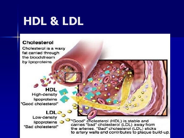 HDL & LDL 