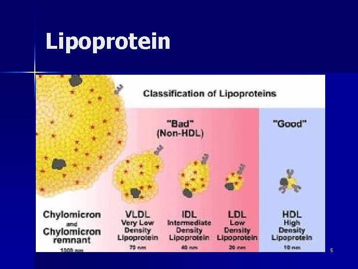 Lipoprotein 5 