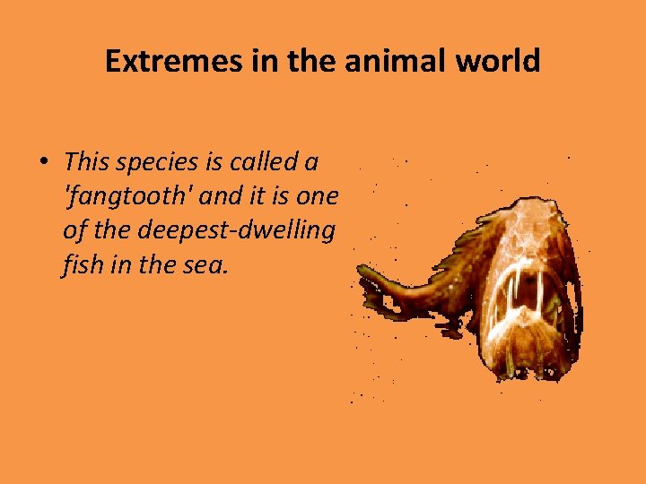 Extremes in the animal world • This species is called a 'fangtooth' and it