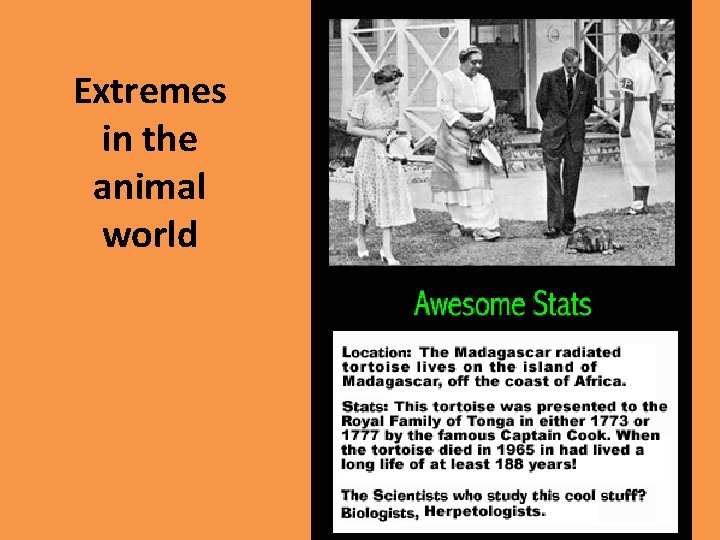 Extremes in the animal world 