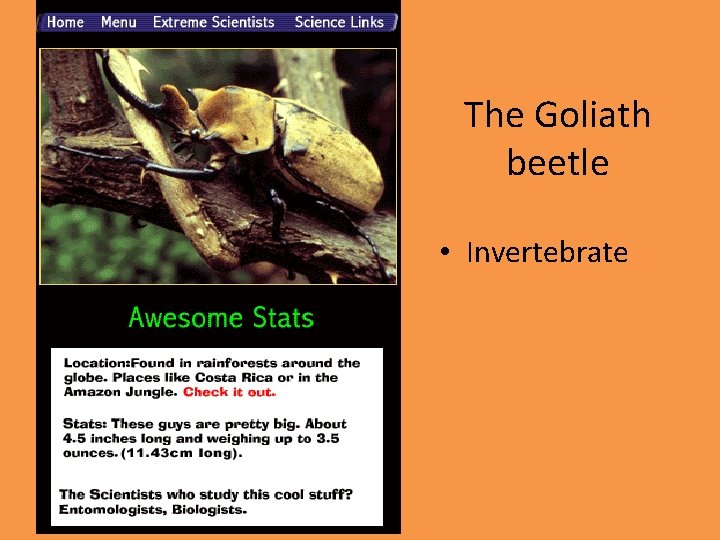 The Goliath beetle • Invertebrate 
