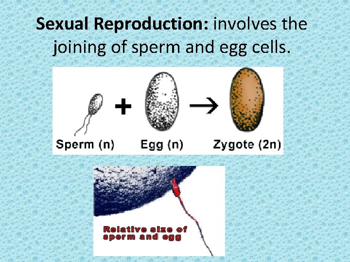 Sexual Reproduction: involves the joining of sperm and egg cells. 