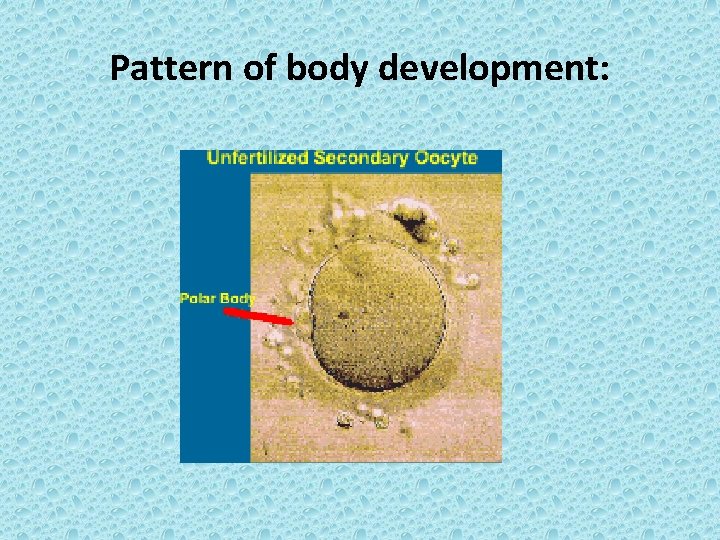 Pattern of body development: 