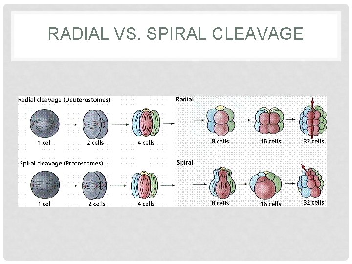 RADIAL VS. SPIRAL CLEAVAGE 