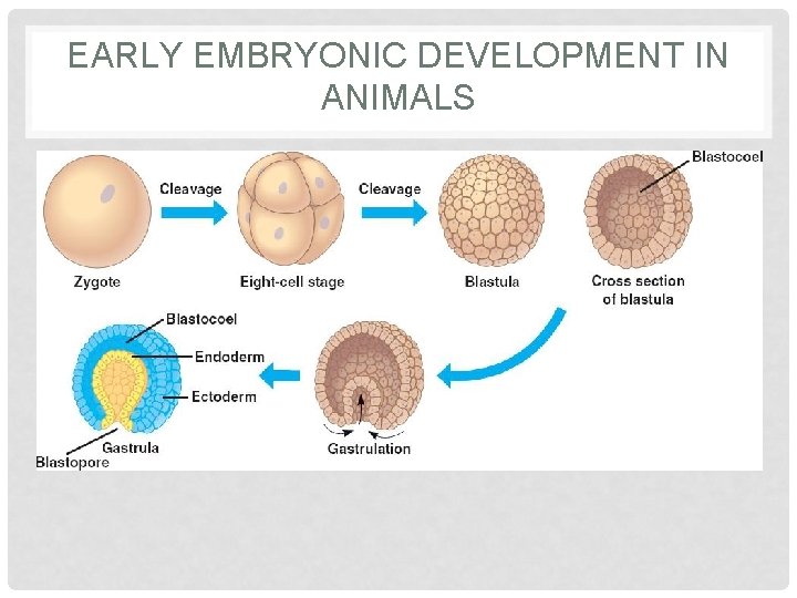 EARLY EMBRYONIC DEVELOPMENT IN ANIMALS 