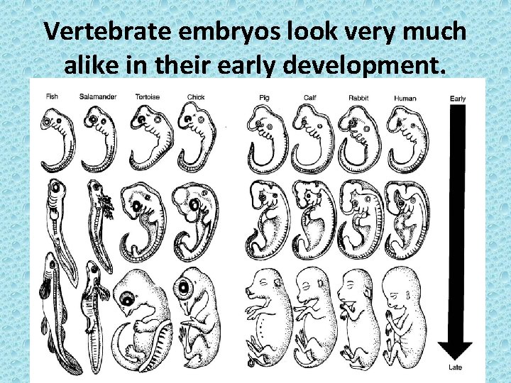 Vertebrate embryos look very much alike in their early development. 