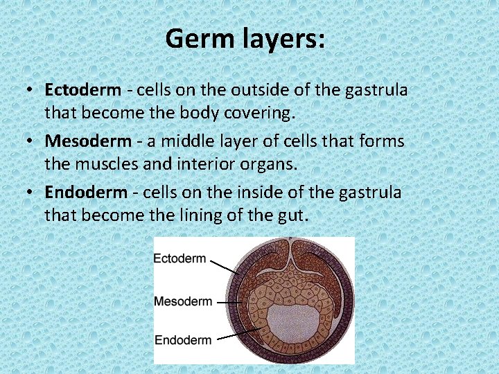 Germ layers: • Ectoderm - cells on the outside of the gastrula that become