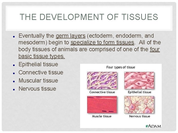 THE DEVELOPMENT OF TISSUES Eventually the germ layers (ectoderm, endoderm, and mesoderm) begin to