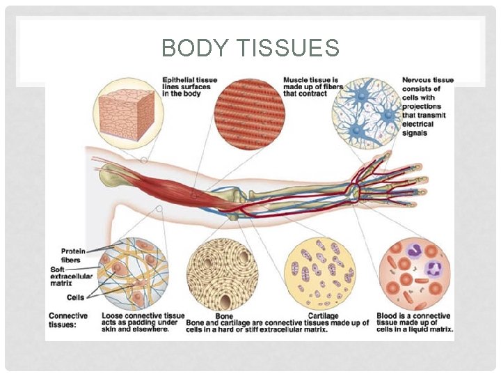 BODY TISSUES 