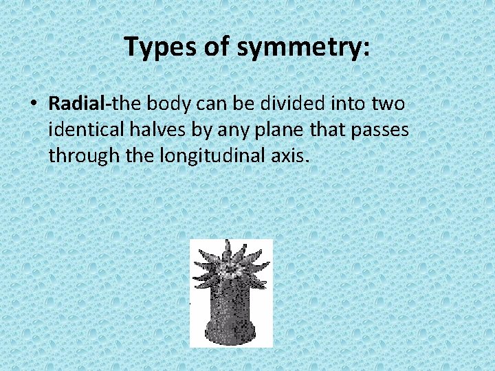 Types of symmetry: • Radial-the body can be divided into two identical halves by
