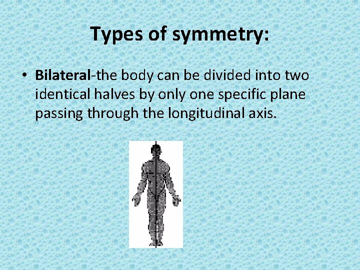 Types of symmetry: • Bilateral-the body can be divided into two identical halves by