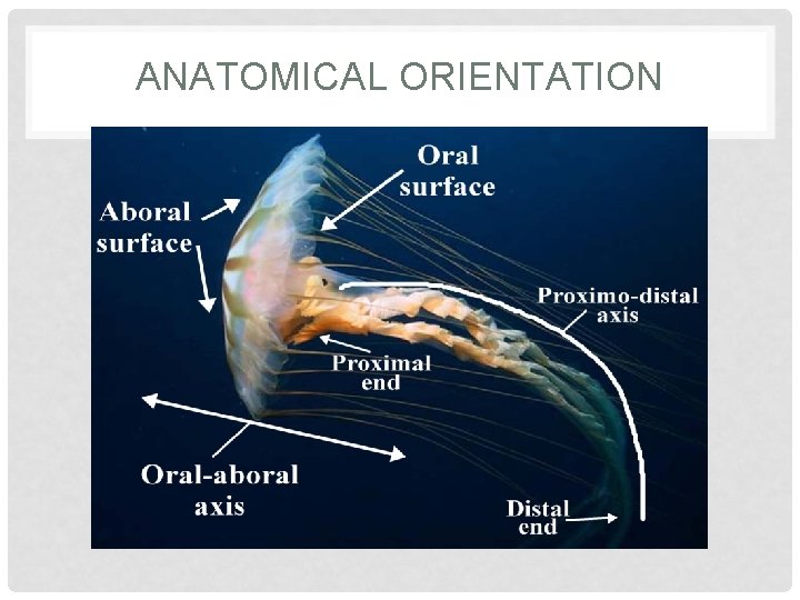 ANATOMICAL ORIENTATION 