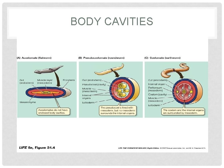 BODY CAVITIES 