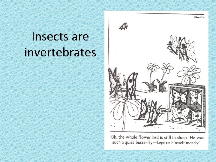 Insects are invertebrates 