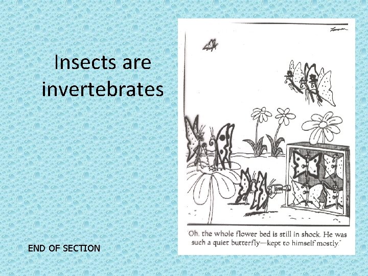 Insects are invertebrates END OF SECTION 