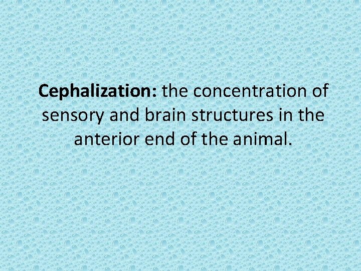 Cephalization: the concentration of sensory and brain structures in the anterior end of the