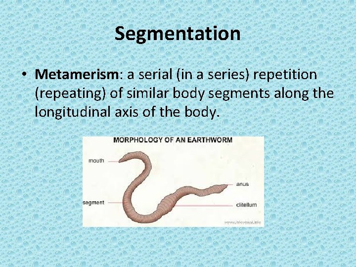 Segmentation • Metamerism: a serial (in a series) repetition (repeating) of similar body segments