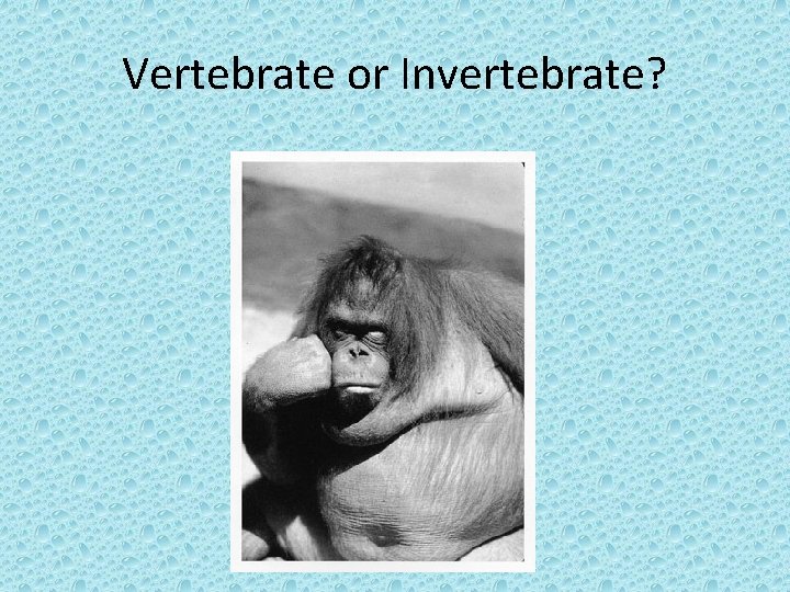 Vertebrate or Invertebrate? 