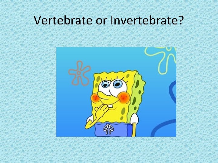 Vertebrate or Invertebrate? 