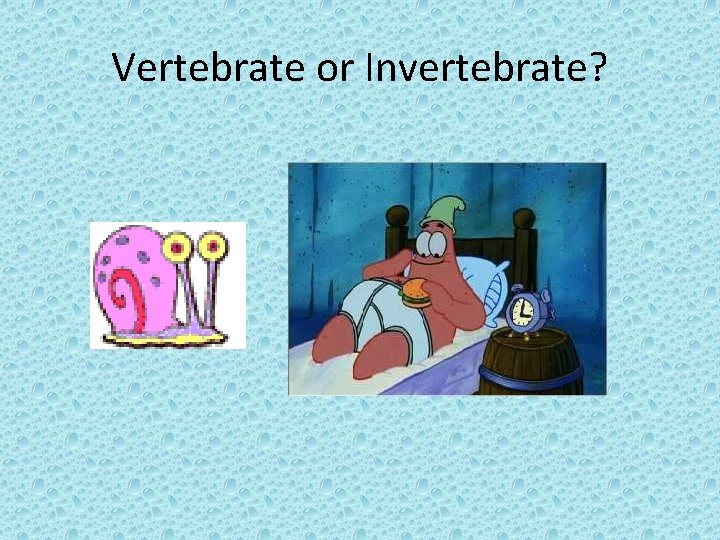 Vertebrate or Invertebrate? 