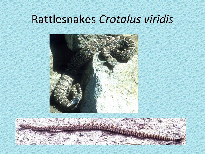 Rattlesnakes Crotalus viridis 
