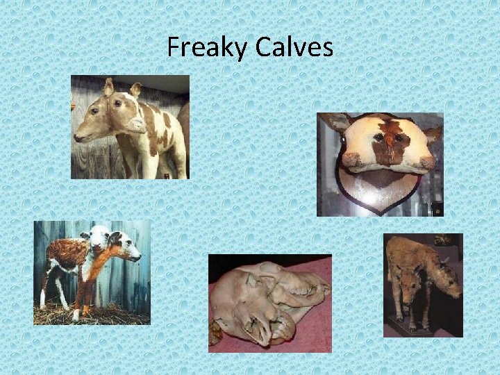 Freaky Calves 