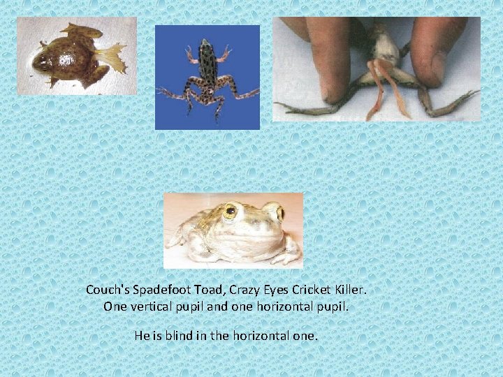 Couch's Spadefoot Toad, Crazy Eyes Cricket Killer. One vertical pupil and one horizontal pupil.
