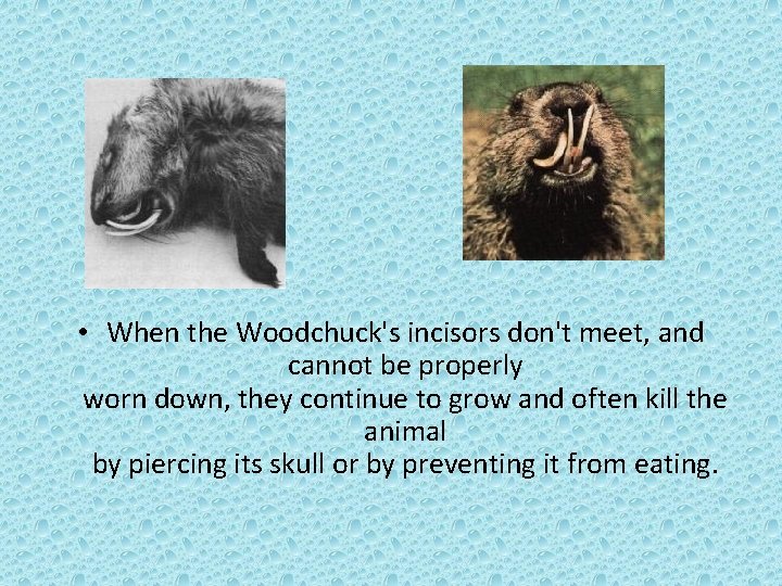  • When the Woodchuck's incisors don't meet, and cannot be properly worn down,
