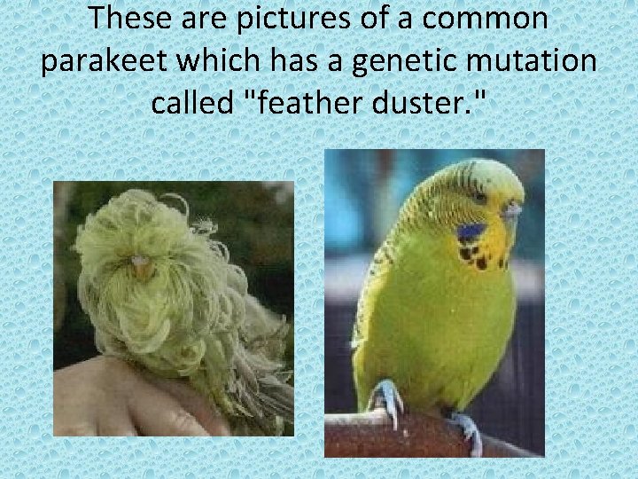 These are pictures of a common parakeet which has a genetic mutation called "feather