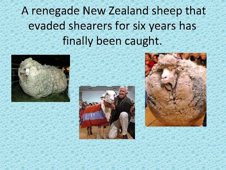 A renegade New Zealand sheep that evaded shearers for six years has finally been