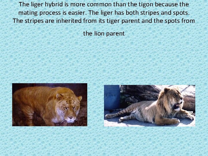 The liger hybrid is more common than the tigon because the mating process is