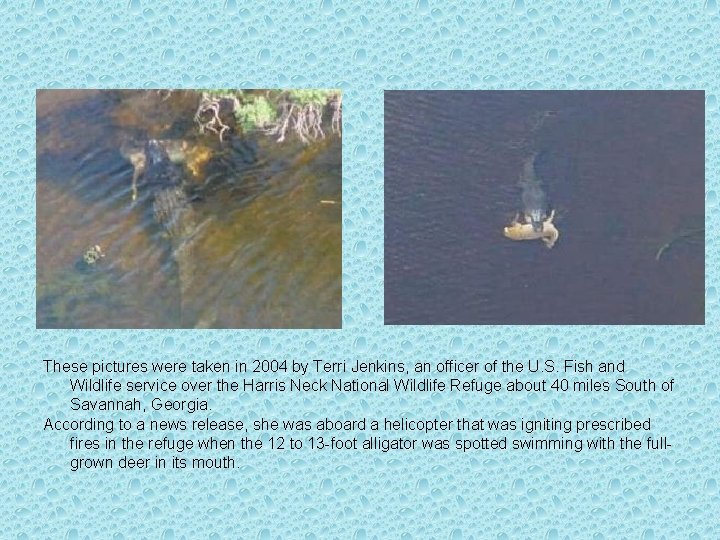 These pictures were taken in 2004 by Terri Jenkins, an officer of the U.