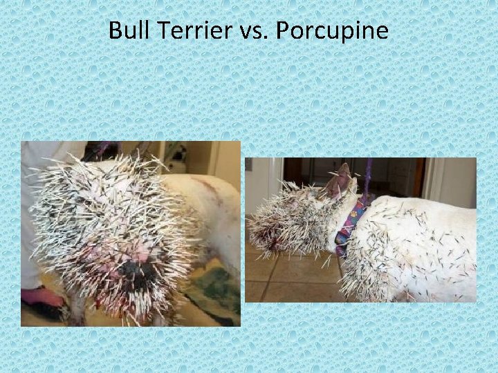Bull Terrier vs. Porcupine 