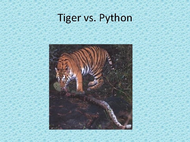 Tiger vs. Python 