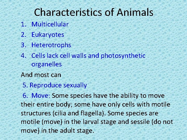 Characteristics of Animals 1. 2. 3. 4. Multicellular Eukaryotes Heterotrophs Cells lack cell walls