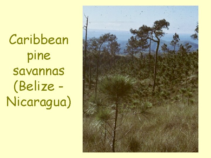 Caribbean pine savannas (Belize Nicaragua) 