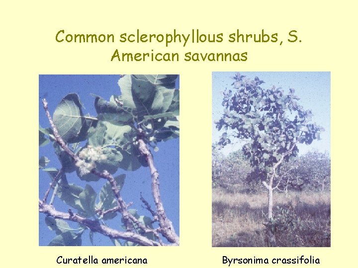 Common sclerophyllous shrubs, S. American savannas Curatella americana Byrsonima crassifolia 
