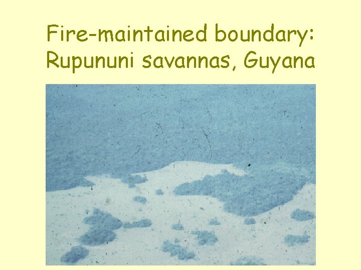 Fire-maintained boundary: Rupununi savannas, Guyana 