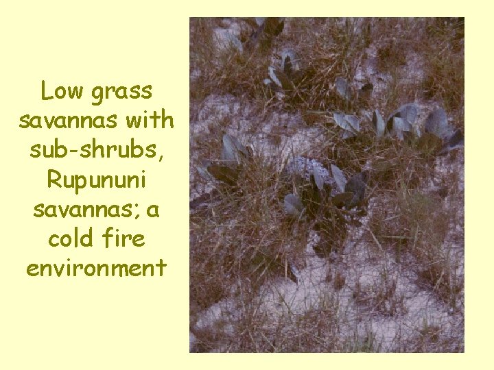 Low grass savannas with sub-shrubs, Rupununi savannas; a cold fire environment 