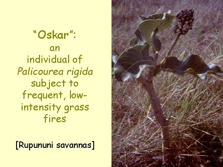 “Oskar”: an individual of Palicourea rigida subject to frequent, lowintensity grass fires [Rupununi savannas]