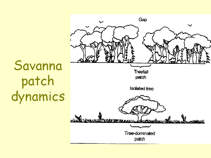 Savanna patch dynamics 