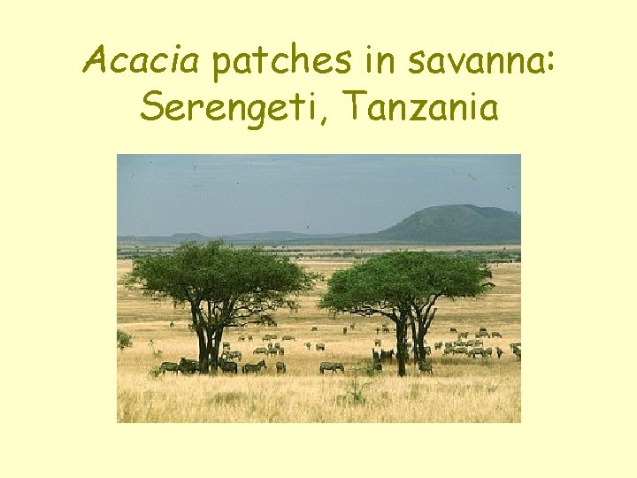 Acacia patches in savanna: Serengeti, Tanzania 