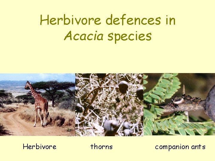 Herbivore defences in Acacia species Herbivore thorns companion ants 