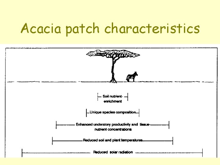 Acacia patch characteristics 