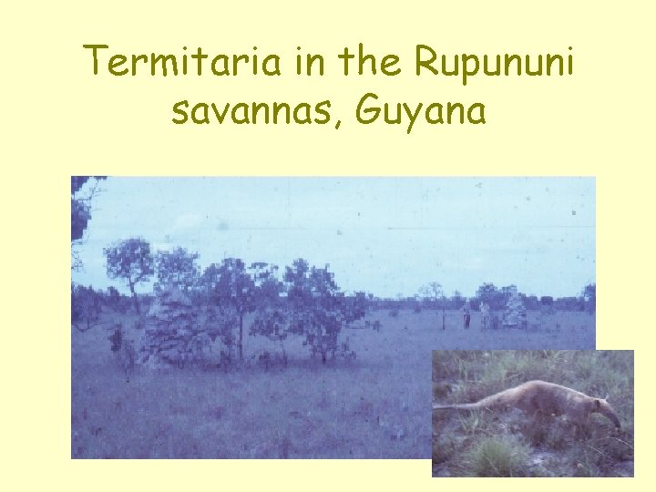 Termitaria in the Rupununi savannas, Guyana 