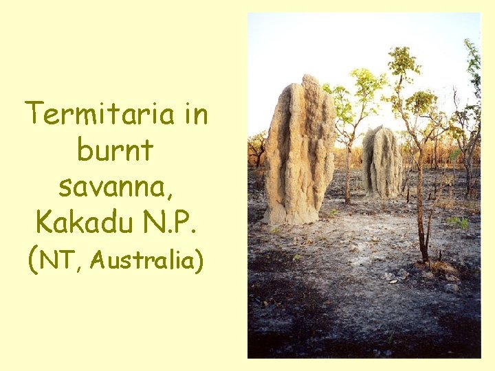 Termitaria in burnt savanna, Kakadu N. P. (NT, Australia) 