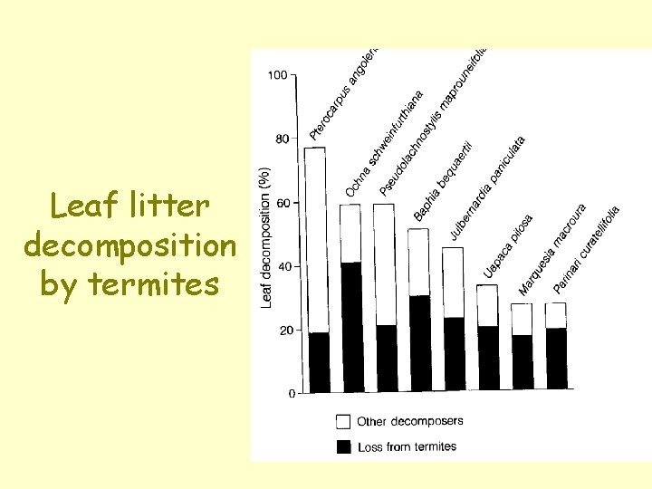 Leaf litter decomposition by termites 