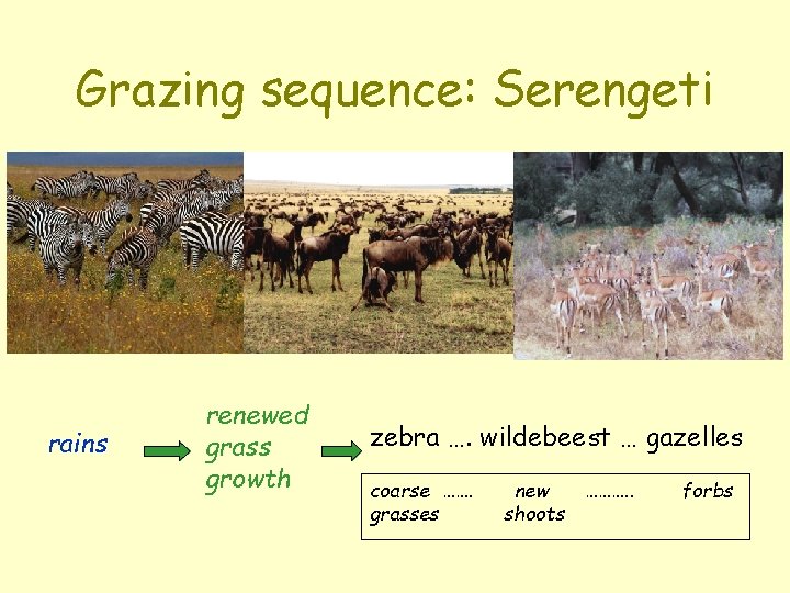 Grazing sequence: Serengeti rains renewed grass growth zebra …. wildebeest … gazelles coarse …….