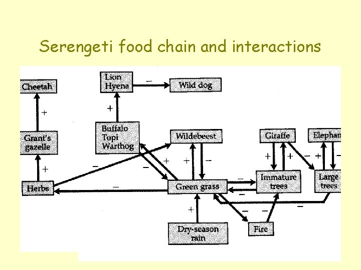 Serengeti food chain and interactions 