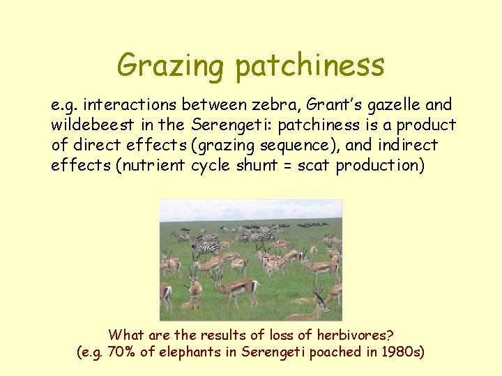 Grazing patchiness e. g. interactions between zebra, Grant’s gazelle and wildebeest in the Serengeti: